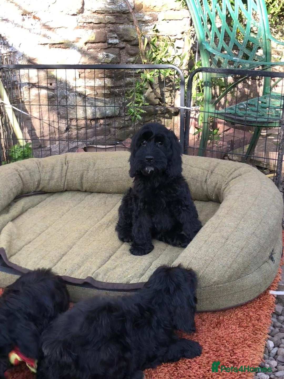 Cockapoo dogs for sale: Beautiful cockapoo f1 puppies - Image 4