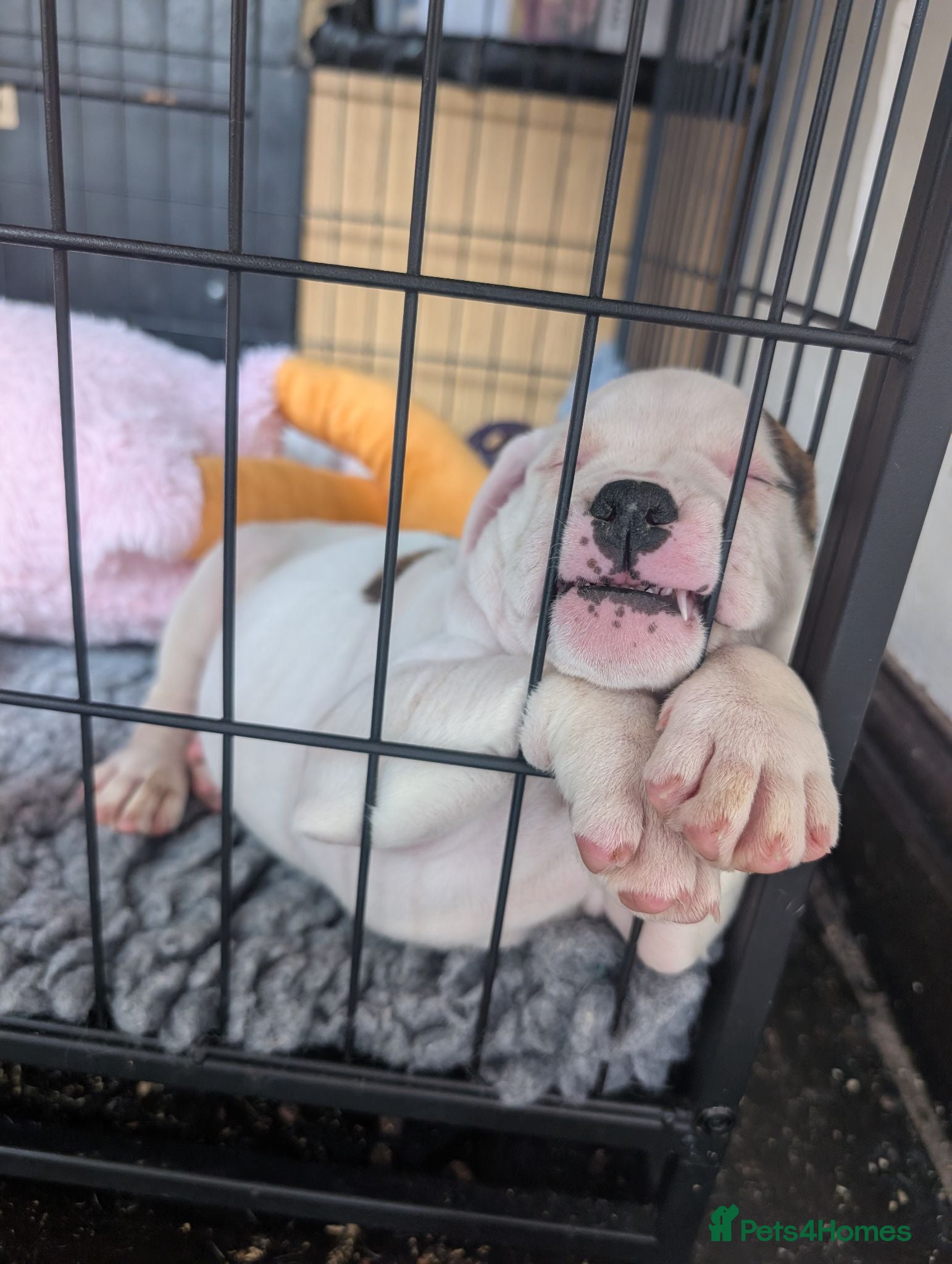 American Bulldog dogs Johnson American bulldog puppies - Advert 2