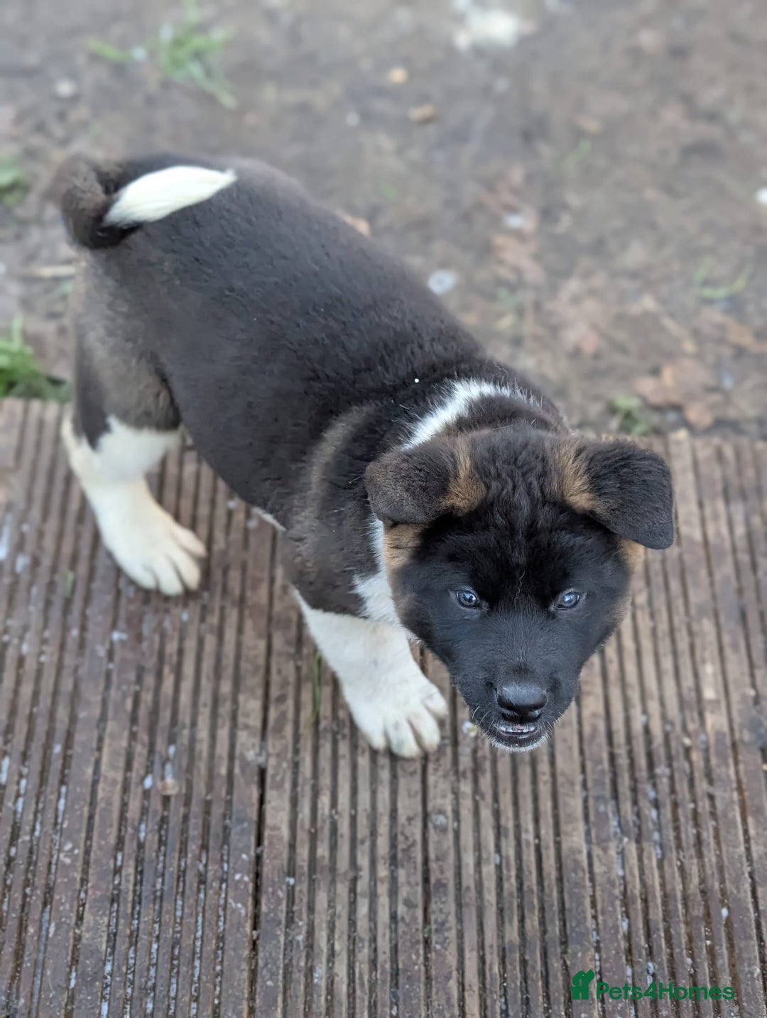 Akita dogs for sale: Akita male Puppy - Advert 4