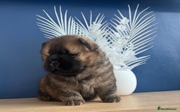 Chow Chow dogs for sale: Adorable mini chow chow pups  - Image 2