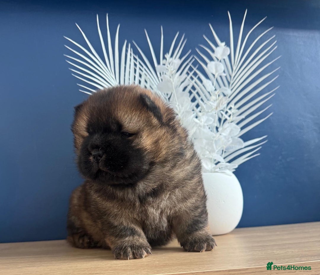 Chow Chow dogs for sale: Adorable mini chow chow pups  - Image 2