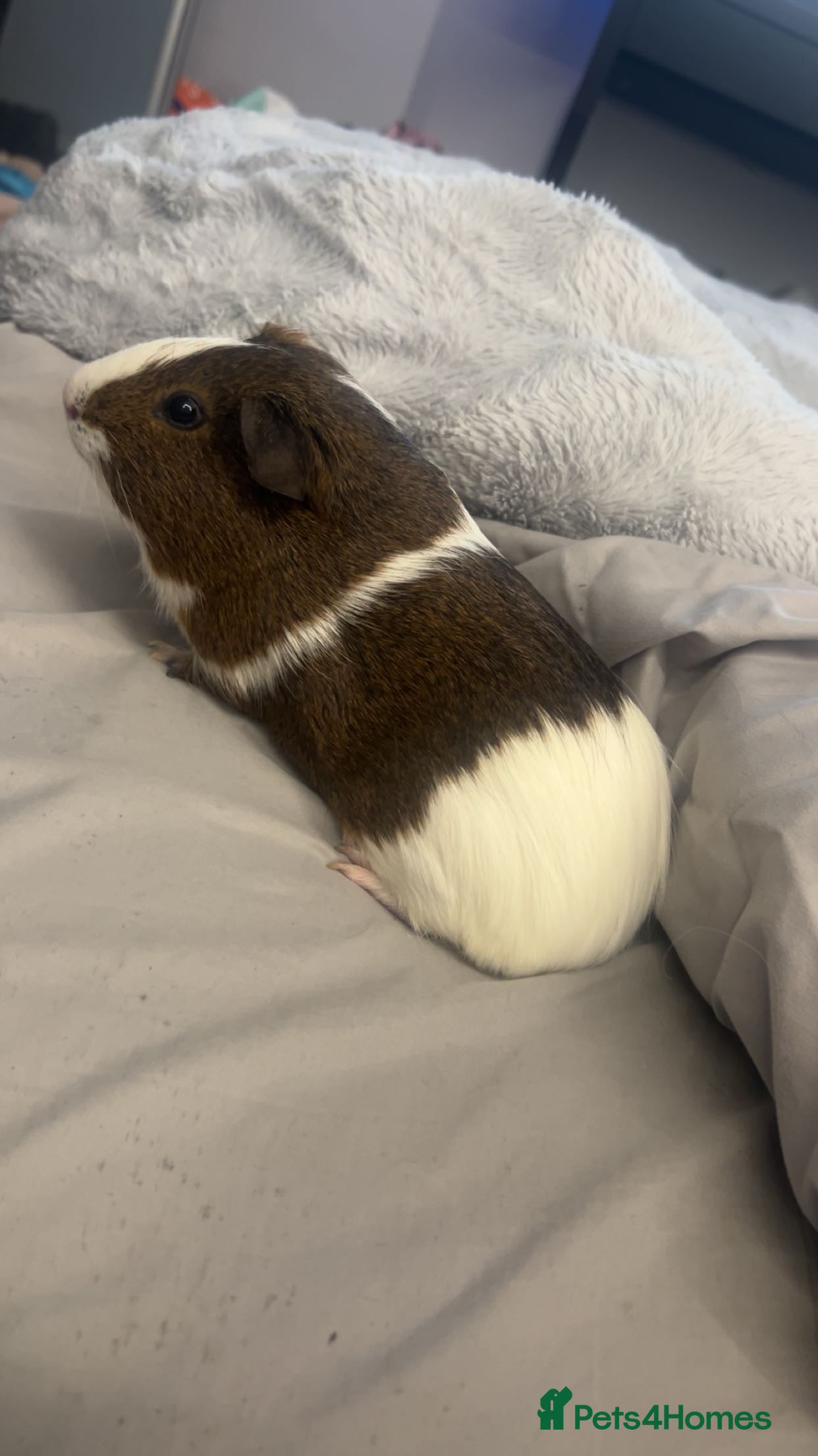 Guinea Pig rodents nibbles - Advert 2