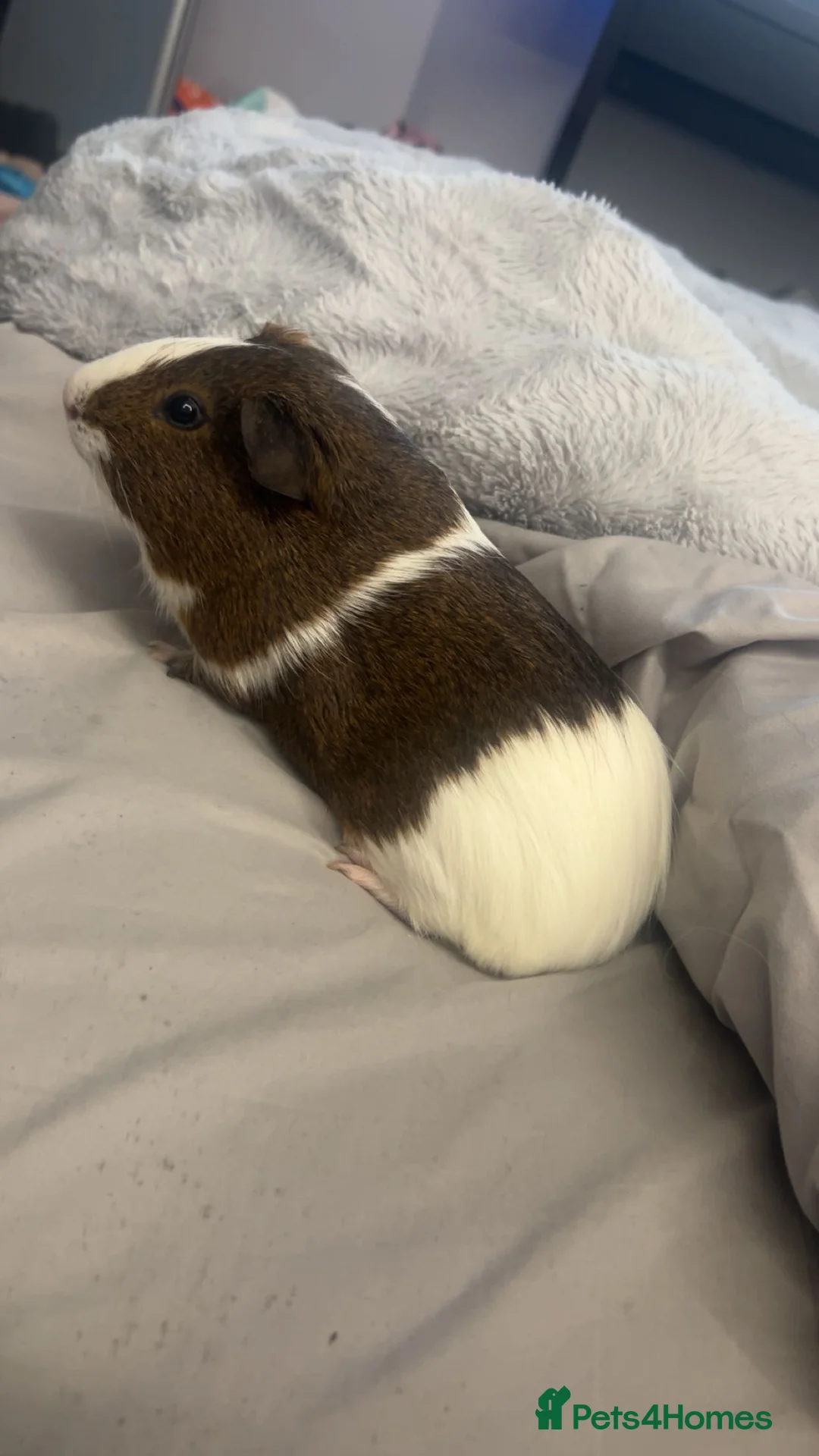 Guinea Pig rodents for sale: nibbles in Ferryhill - Advert 1