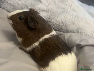 Guinea Pig rodents nibbles - Advert 1