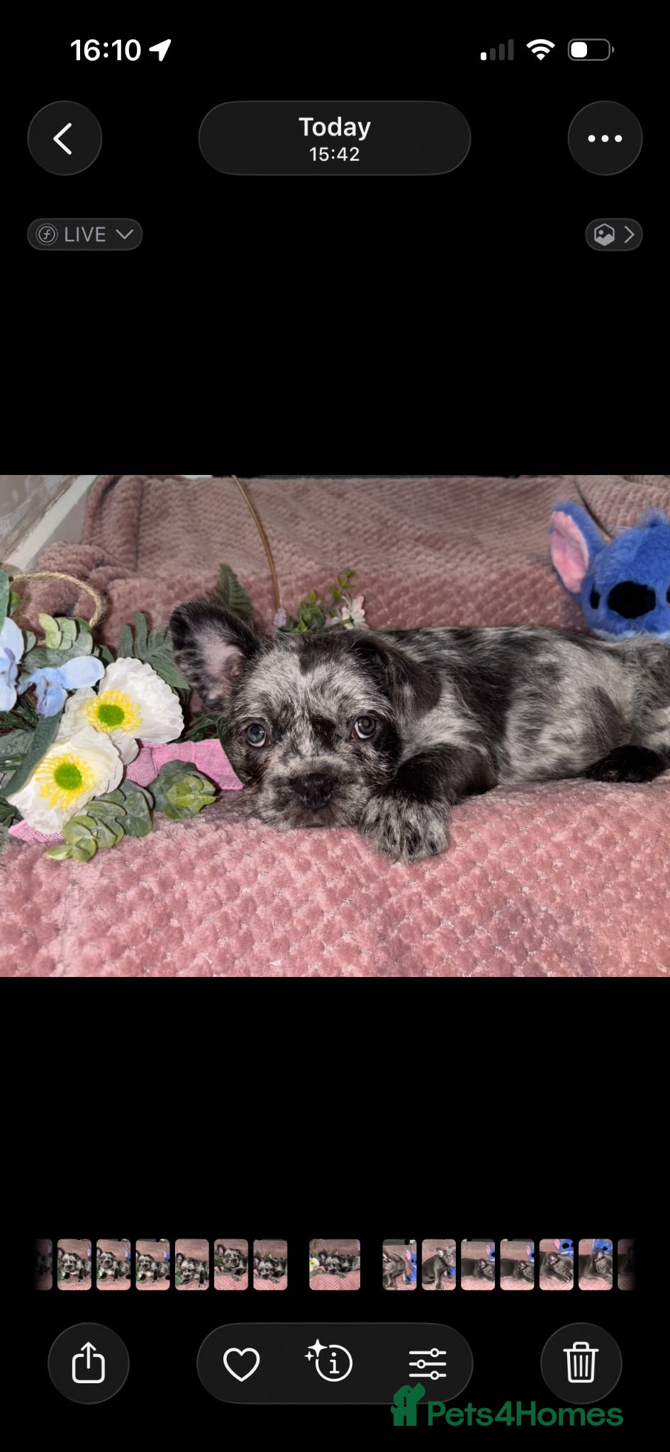 French Bulldog dogs Amazing DNA Quality Frenchies  - Advert 2