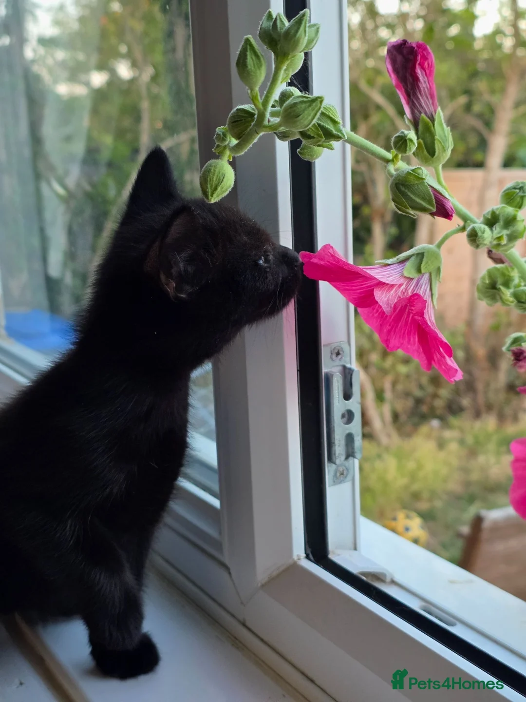 Mixed Breed cats for sale: Kittens looking for forever home in Stowmarket - Advert 2