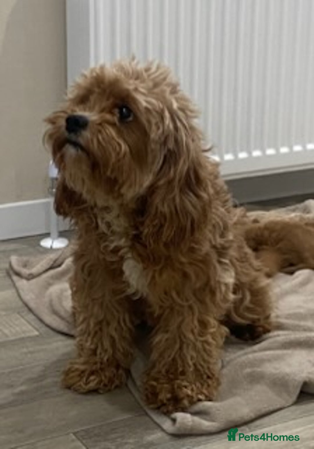 Cavapoo dogs for sale: F1 Cavapoo puppy Health Tested parents  - Advert 5