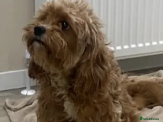 Cavapoo dogs F1 Cavapoo puppy Health Tested parents - Advert 17
