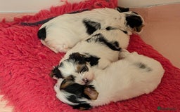 Biewer Terrier dogs for sale: Biewer - Image 10