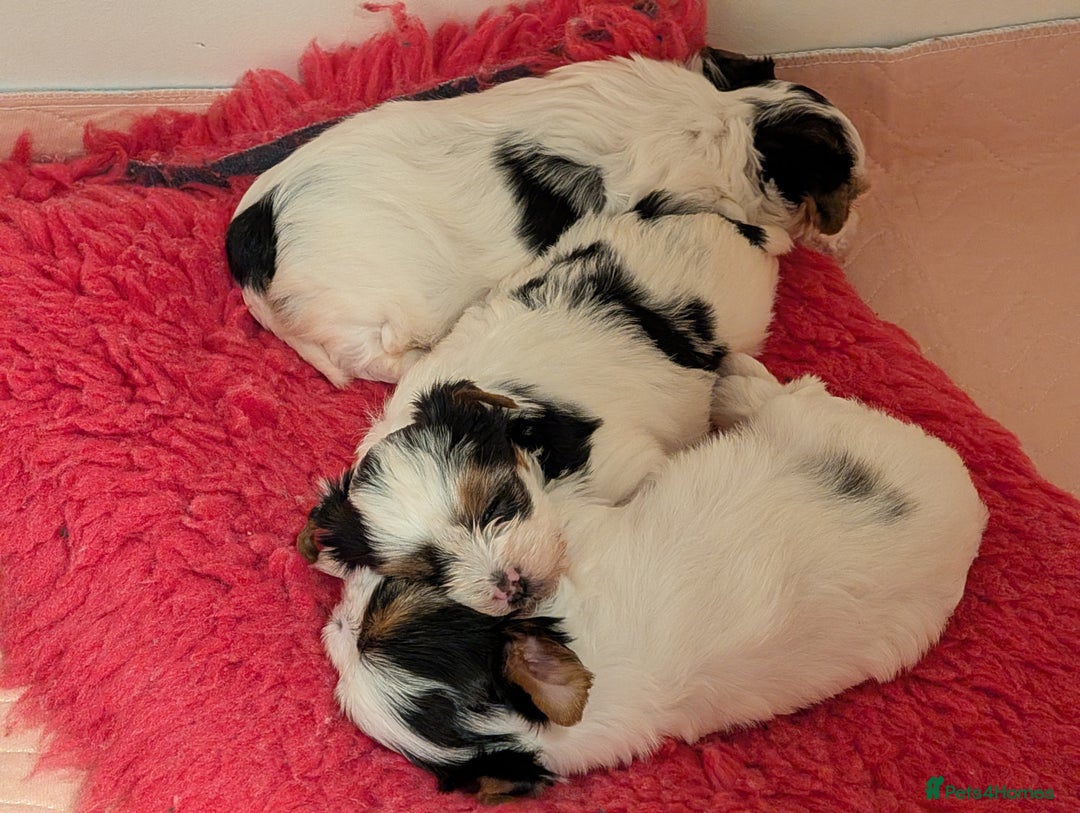 Biewer Terrier dogs for sale: Biewer - Image 10