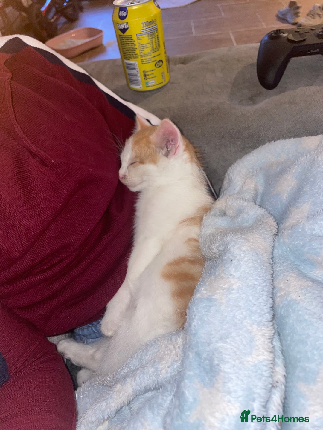 British Shorthair cats for sale: Male ginger for sale  - Image 3