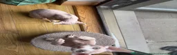 Sphynx cats for sale: Beautiful Sphynx Boy 😊 - Advert 9