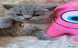 British Shorthair cats for sale: Stunning BHS - Image 2