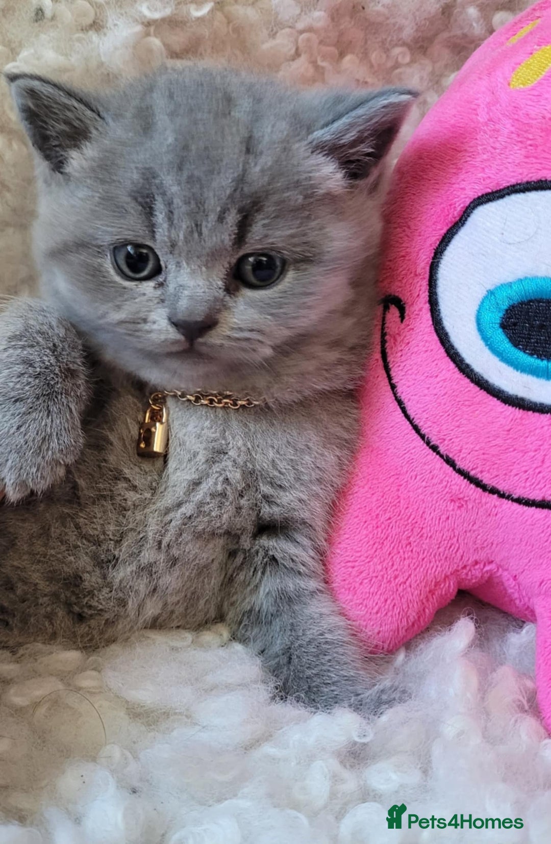 British Shorthair cats for sale: Stunning BHS - Image 2