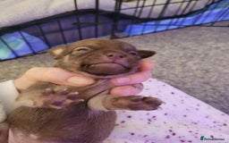 Chorkie dogs for sale: My girl has had 5 beautiful pups - Image 3