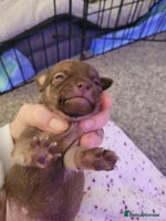 Chorkie dogs - Advert 1