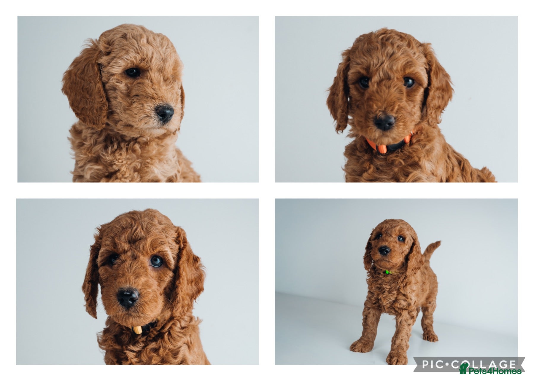 Labradoodle dogs F2B Labradoodle Puppies – Red & Apricot - Advert 12