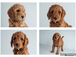 Labradoodle dogs F2B Labradoodle Puppies – Red & Apricot - Advert 8