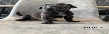 Cane Corso Puppy 2