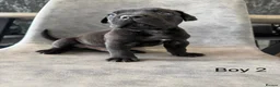 Cane Corso dogs for sale: Ready to collect Exceptional Cane Corso puppies   - Advert 27