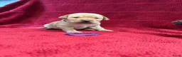Labrador Retriever dogs for sale: 🐾1 Stunning Labrador Puppy left 👀 🏡 🐾 - Advert 32