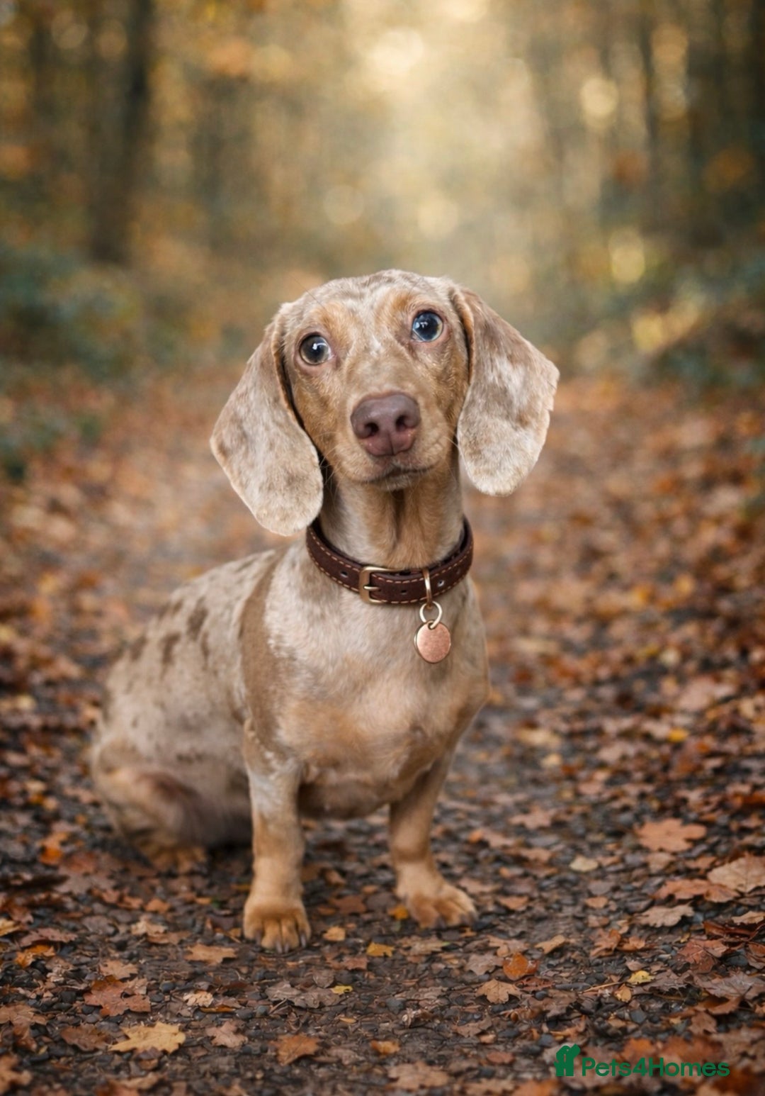 Miniature Dachshund dogs for sale: Smooth Haired Miniature Dachshunds - Advert 3