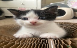 Mixed Breed cats for sale: 3 Beautiful boys  - Image 3