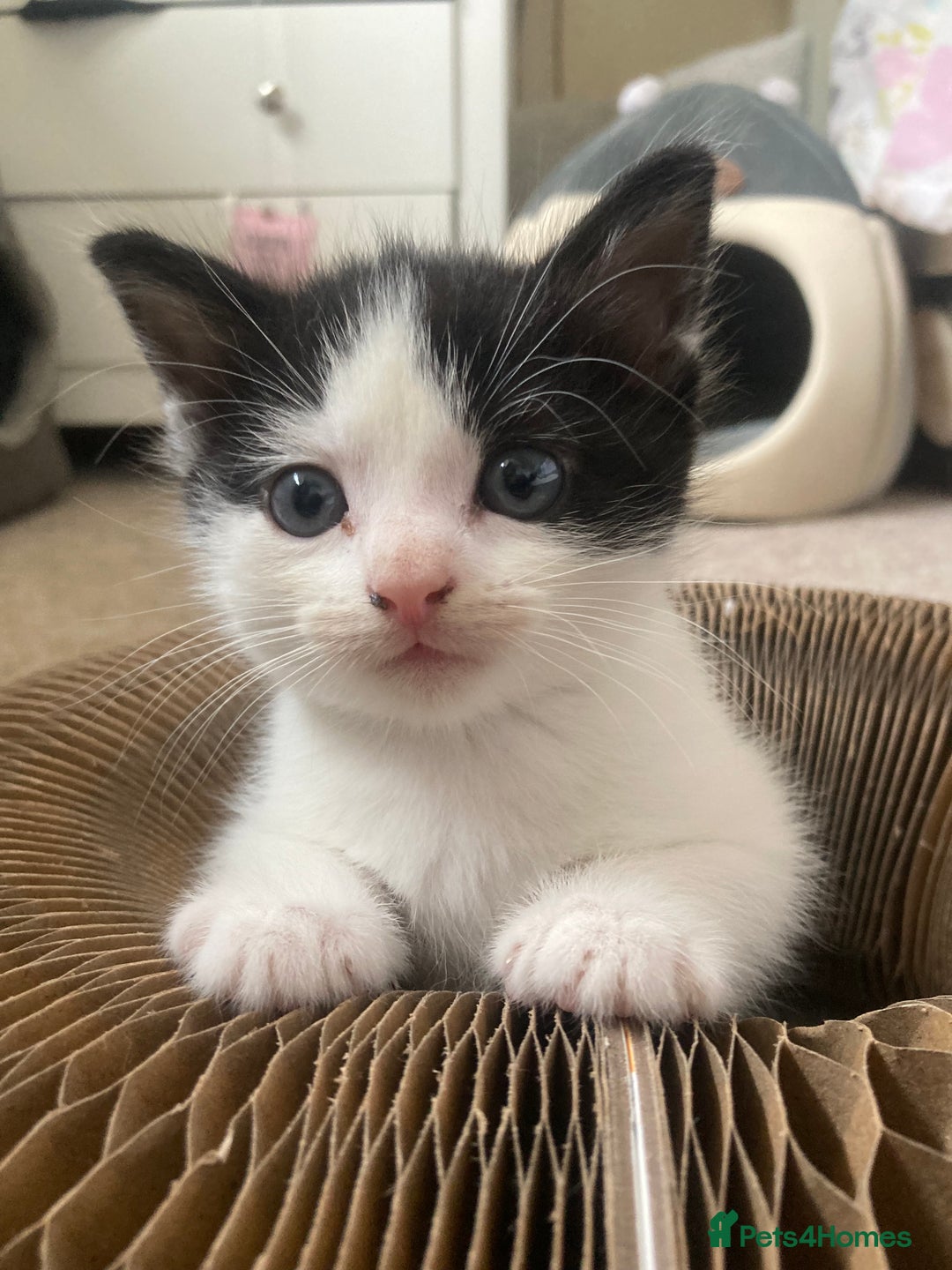 Mixed Breed cats for sale: 3 Beautiful boys  - Image 3