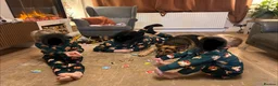 German Shepherd dogs for sale: ROCKFORCE LONG HAIRED WORKING LINE GSD  - Advert 12