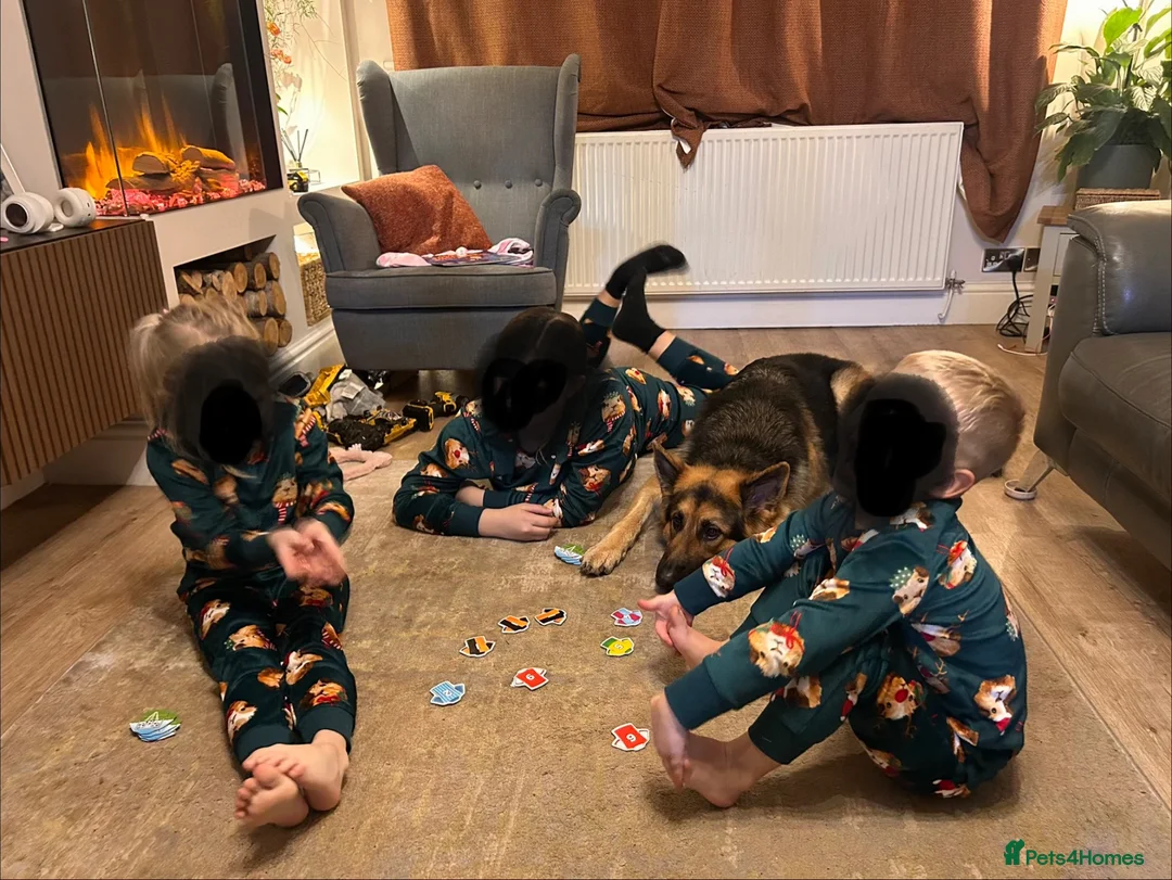 German Shepherd dogs for sale: ROCKFORCE LONG HAIRED WORKING LINE GSD  - Advert 12