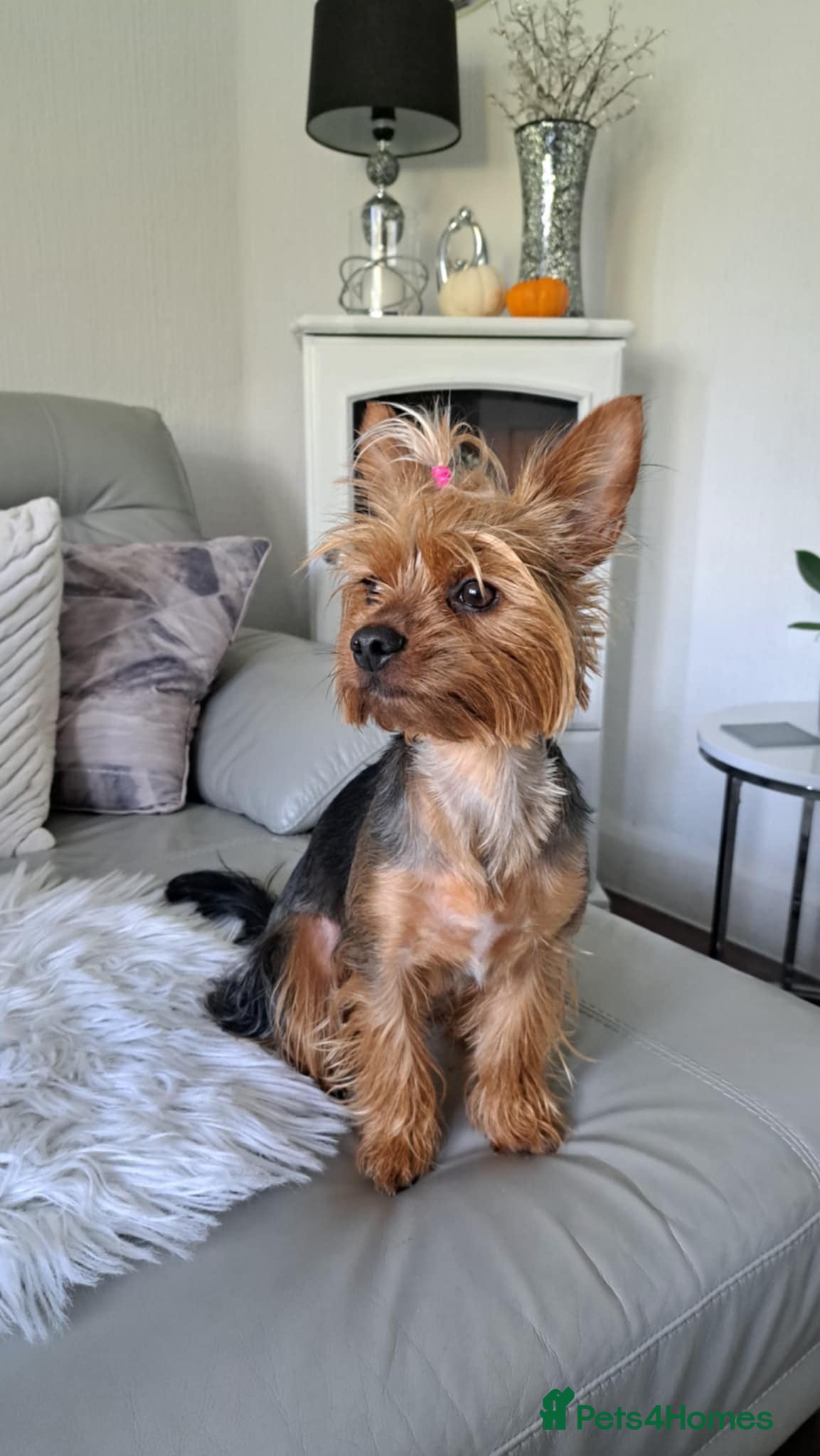 Yorkshire Terrier dogs Beautiful Yorkshire Terrier Puppies - Advert 1