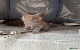 Maine Coon cats for sale: Beautiful TICA registered Maine coon kittens - Image 5