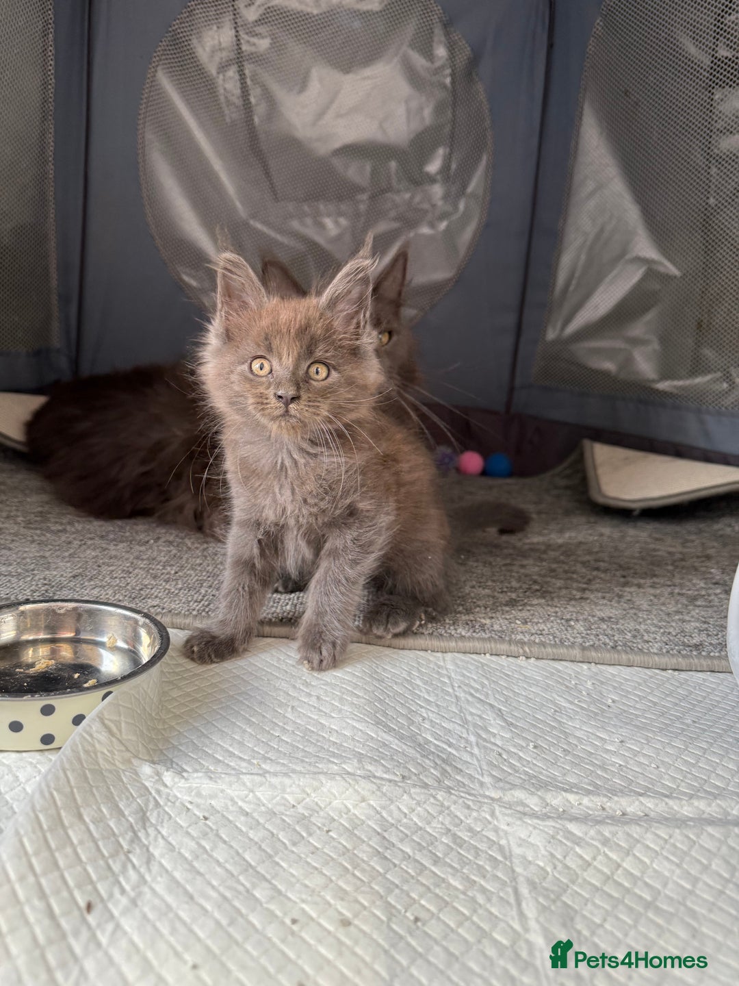 Maine Coon cats for sale: Beautiful TICA registered Maine coon kittens - Image 5