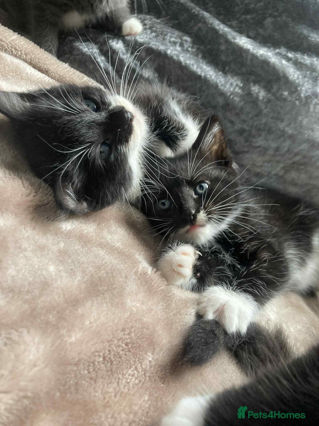 Mixed Breed cats for sale: Kittens for sale - Image 5
