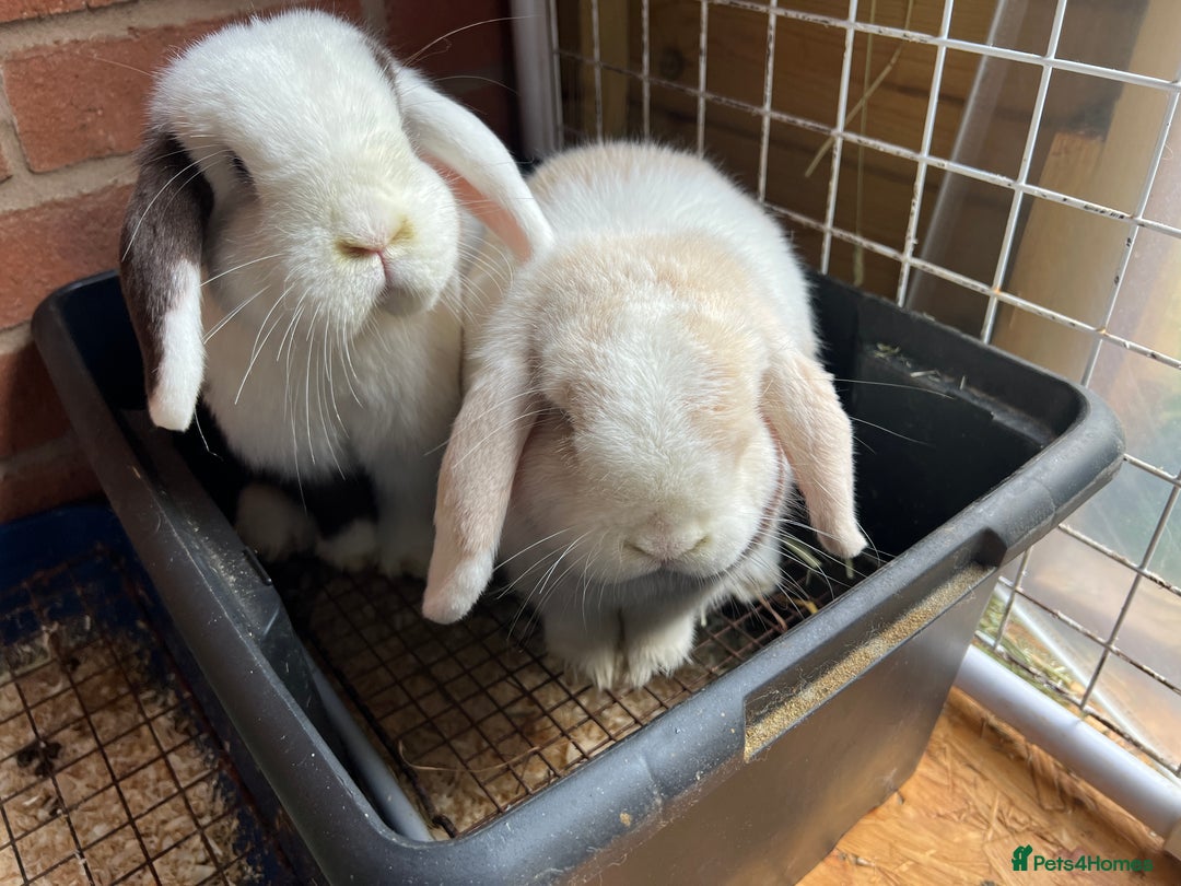 Mini Lop rabbits for sale: Minilops male and female  - Advert 2