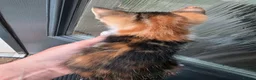 Mixed Breed cats for sale: Mixed breed kittens.  in Haddington - Advert 5