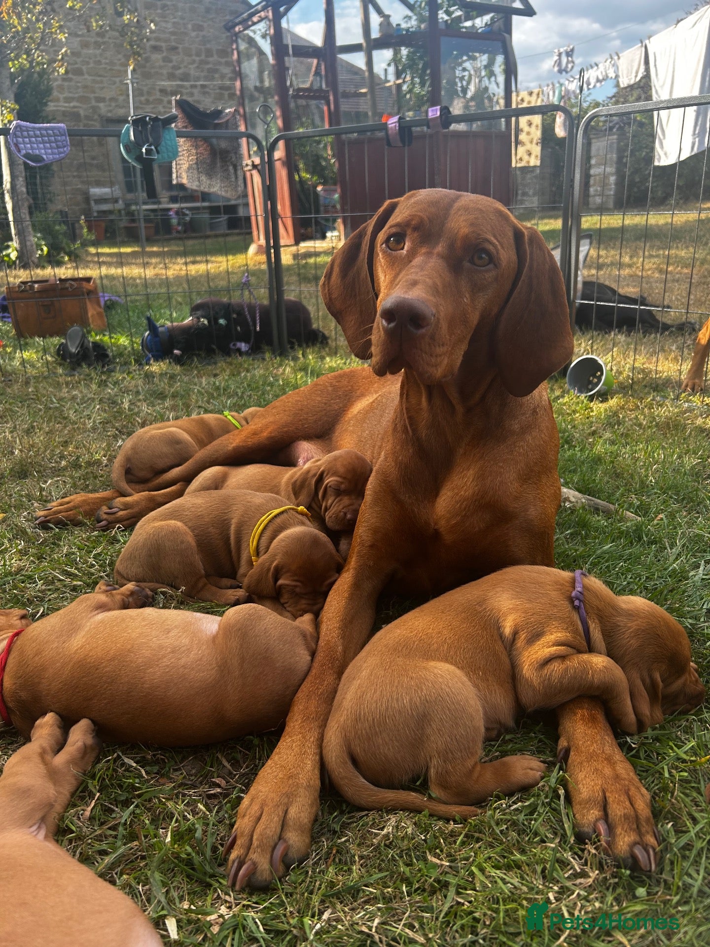 Hungarian Vizsla dogs Hungarian Vizsla puppy - Advert 2