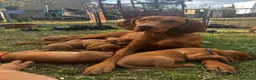 Hungarian Vizsla dogs for sale: Hungarian Vizsla puppy - Advert 1
