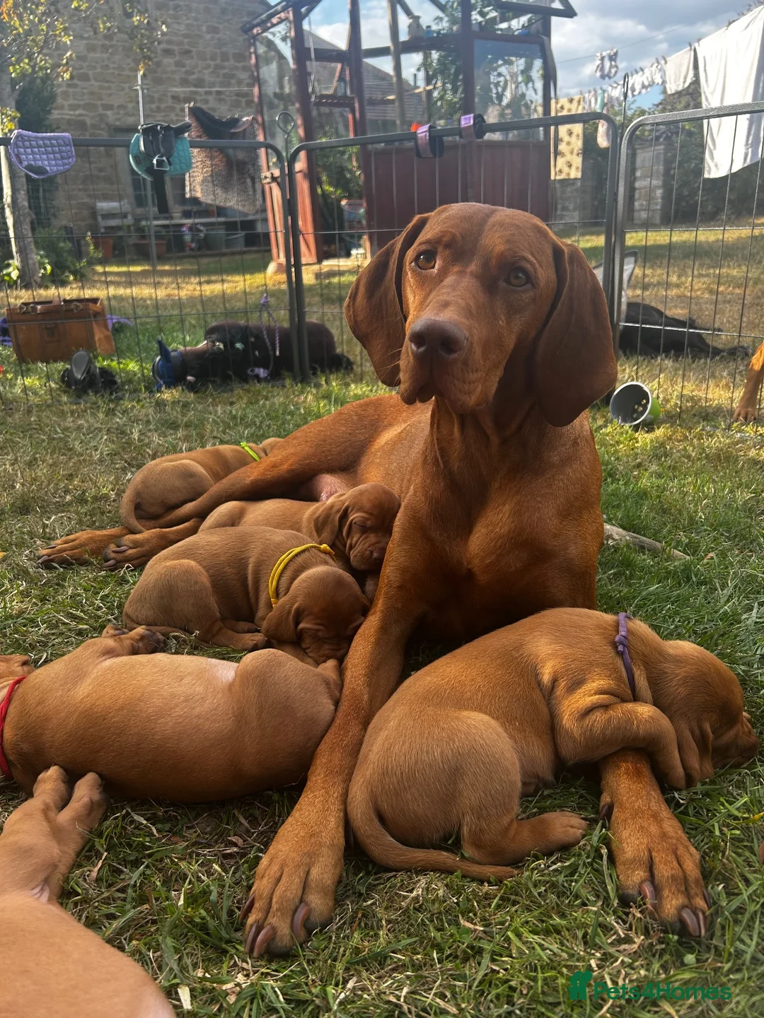 Hungarian Vizsla dogs for sale: Hungarian Vizsla puppy - Advert 1