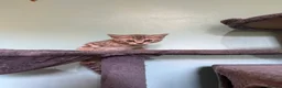 Bengal cats for sale: REDUCED Beautiful Blue Bengal Kittens - Advert 6