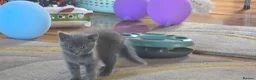 Mixed Breed cats for sale: 2 beautiful kittens 😸  - Advert 8