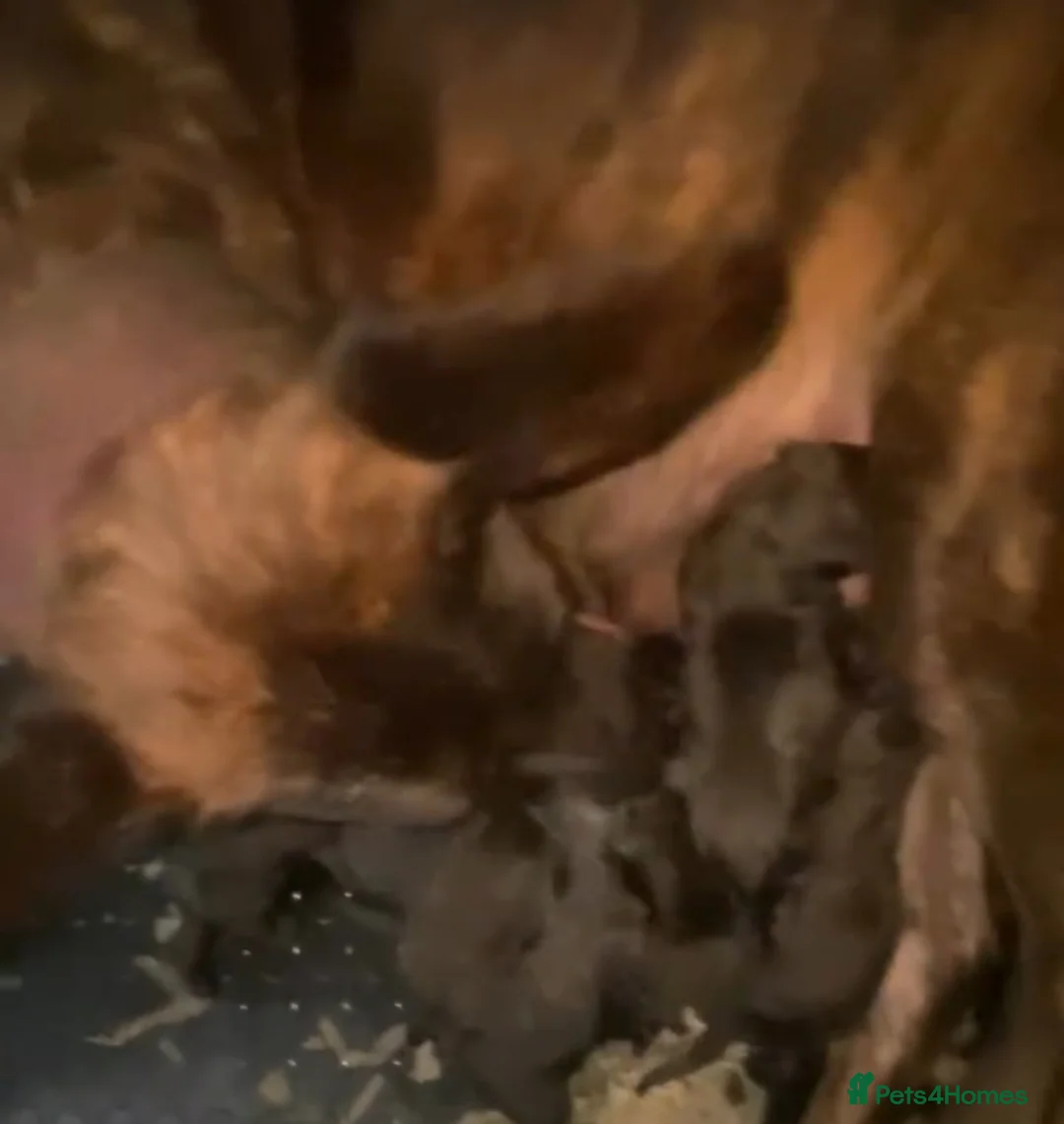 Belgian Shepherd Dog dogs for sale: Dutch Herder puppies in Bargoed - Advert 2