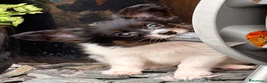 Papillon 1