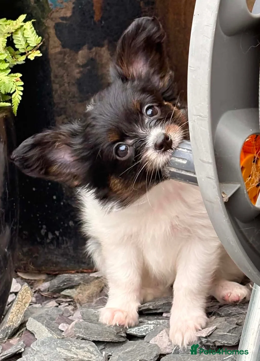 Papillon dogs for sale: Stunning, KC registered Papillon Puppies - Advert 23