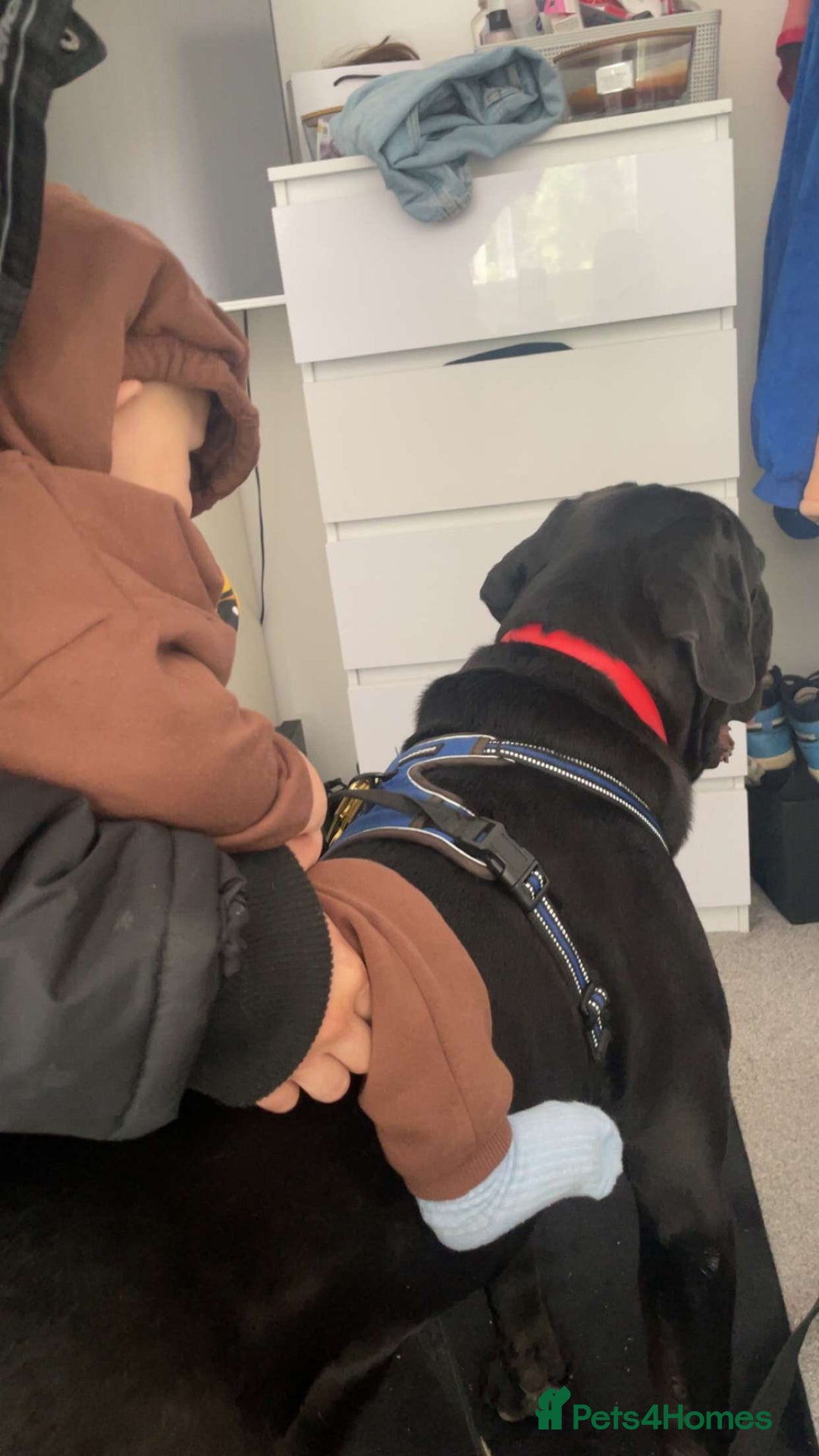 Cane Corso dogs for sale: Cane Corse Black- 2 years old - Advert 4