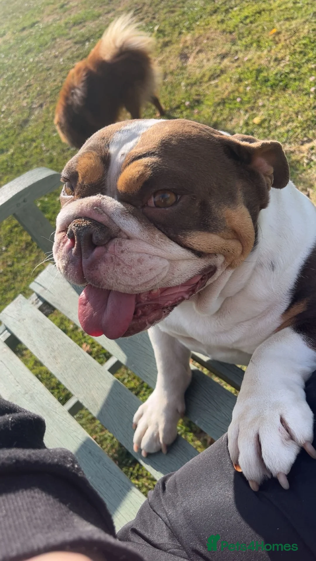 English Bulldog dogs for sale: English bulldog - Advert 2