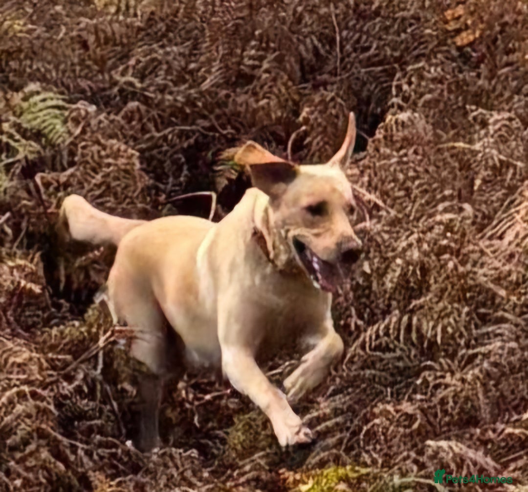 Labrador Retriever dogs for stud: Standing at Stud.  - Advert 8