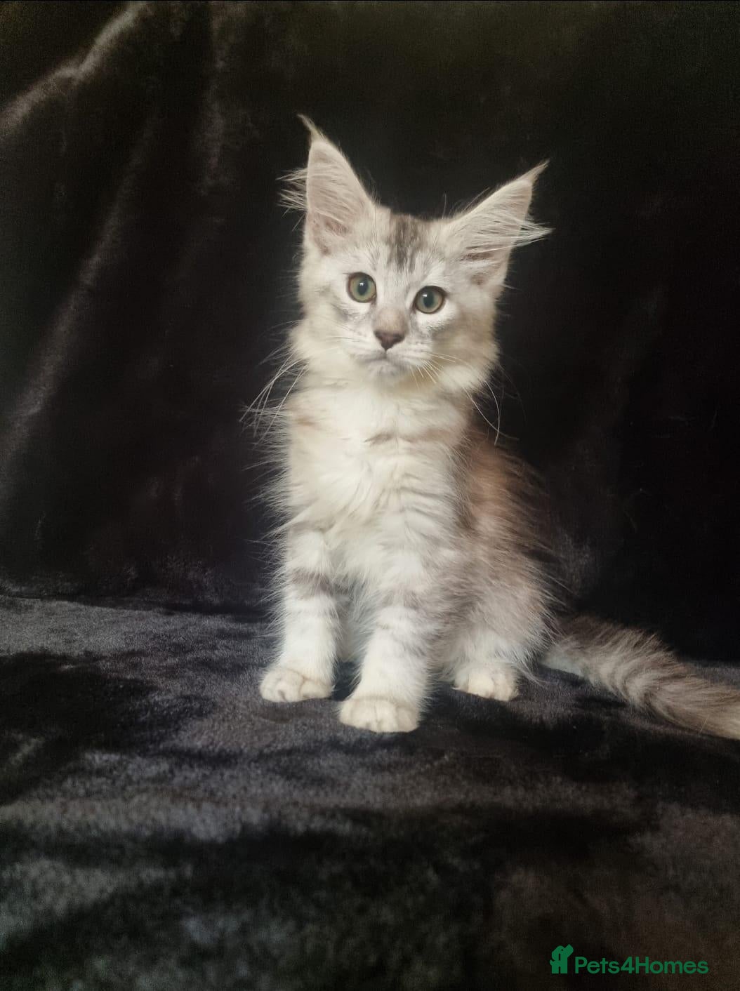 Maine Coon cats Active Tica Reg Maine Coone Kittens READY - Advert 1