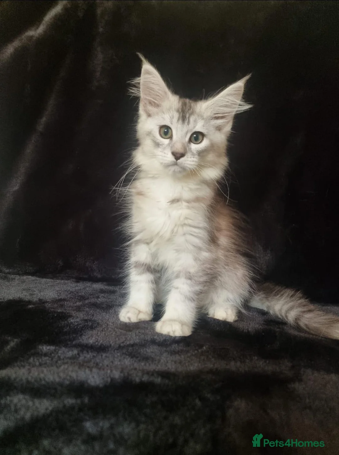Maine Coon cats for sale: Active Tica Reg Maine Coone Kittens READY - Advert 1