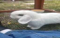 Mini Lop rabbits for sale: Mini Lop - Image 4